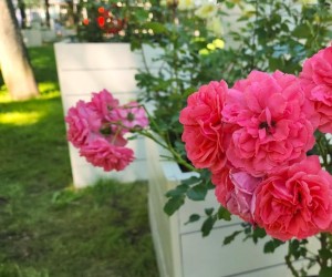 Заготовки и урожай: что обязательно сделать в огороде в июле — партнерский материал